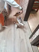 Nylon Dog Cat Harness Printed French Bulldog Harness Puppy Small Dogs Harnesses Vest