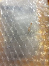 Neurami-ácido hialurónico para labios, 1ml, reticulado, uso para pluma de hialurón para relleno de puntas de tatuaje