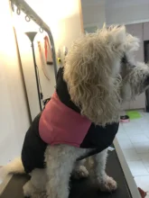 Jacket Yorkshire Terrier Padded-Coat Pet-Dog-Clothes Winter for Pitbull Chihuahua Warm