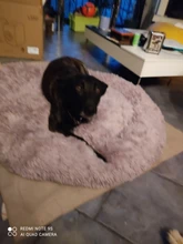 Bed Cushion House Sofa Pet-Products Dogs-Basket Cat-Bed Animals Round Plush Soft Best