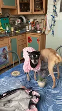 Clothing Pet-Coats Puppy Cat Jacket Dogs Warm Kitten Small Soft Chihuahua Cute Medium