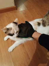 Guantes de aseo de mascotas Deshedding guantes para cepillar eficaz limpieza masaje Animal Baño de pelo de gato perro peines