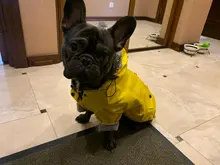 Abrigo para perros, chaqueta impermeable para perros pequeños, medianos y grandes, impermeable, sudaderas deportivas para perros, ropa de moda para mascotas