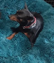 Pet-Mats House Sofa Dog-Bed Labrador Animals Plush Chihuahua Large Round Soft Coral Long