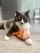 Squeaky Pet Cat Toys for Cats Catnip Plush Cat Toy Plush Kitty Katten speelgoed gatos