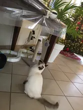 Cat-Toy Lifting-Ball Interactive Electric Funny Flutter