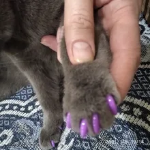 20 piezas-gorros de uñas suaves para gatos/X XS, S, M, L, cubierta, gato, pata, garra, zet */