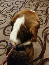 Slip-Collar Pet-Traction Dog-Leash P-Chain Pet-Walking-Leads Dog-Mountain-Climbing-Rope