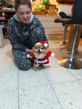 Christmas Pet Dog Cat Costumes Funny Santa Claus Costume For Dogs Cats Winter Warm Dog