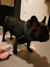 Jackets Dog-Coats Outdoor Winter Pet-Dog Dogs Large Medium for Warm Clothing Kurtka Ubranka