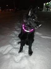 Pet-Supplies Leash Dog-Accessories Led-Collar Flashing Small Dog Night-Safety Rechargeable