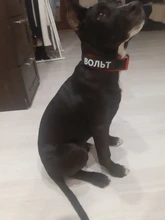 Necklace Name-Tags Dog-Collar KOMMILIFE Personalized For Dogs Nylon with Explosion-Proof