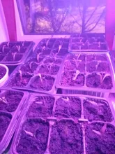 Phyto-Lamp Grow-Light Flower Seedlings Goodland USB Full-Spectrum For Plants LED 