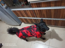 Vest Coat Jacket Pet-Dog-Clothes French-Bulldog-Pet Dogs Small Waterproof Large Winter