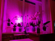 Grow-Light Lamps Timer Flowers Desktop-Clip LED Phyto Full-Spectrum For Plants DC5V USB