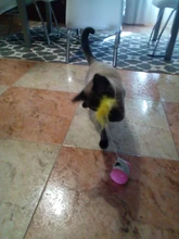 Vaso Swing juguetes para gatos gato interactivo equilibrio coche gato juguete de persecución con Catnip para mascotas productos para Dropshipping. Exclusivo.