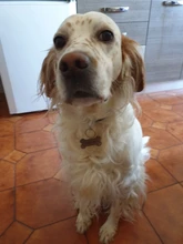 Collar personalizado para mascotas, etiqueta de identificación grabada con nombre de Mascota para gato, cachorro, perro, colgante, llavero, accesorios para mascotas
