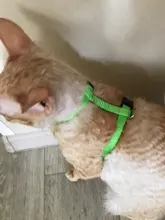 Arnés y correa para cachorros y gatitos, cinturón de tracción ajustable para animales, cuello Halter para gatos y gatitos, sin cartón