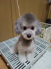 Fenice profesional JP440c 7 pulgadas de alta calidad para mascotas tijeras de peluquería canina curva adelgazamiento tijeras adelgazamiento de 25%