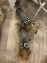 Collar de perro ajustable productos para mascotas Collar para perro arnés correa de liberación rápida Rhinestone Bling de cuero de la PU 1 PC