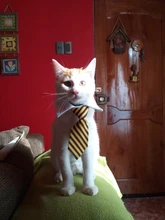 Pajarita a rayas para perro y gato, Collar ajustable para mascotas, corbata blanca para perro, y boda para fiesta, 2020