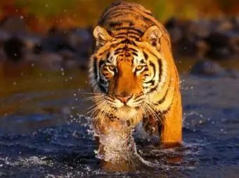 

Painting on the numbers on the cardboard "Tiger in the water" 30x40 color kit ks022