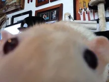 Letdiffery de acero inoxidable de Color negro cruz de jesús carta anillo de rezo de biblia anillos de dedo para los hombres 8mm joyas de amuleto