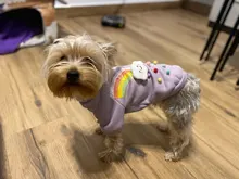 Cute Pet Dog Clothes Puppy sweater T-shirt Shirt Cute Rainbow printing Pajamas Cat 