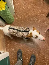 Ropa de invierno para mascotas, atuendo con chaleco cálido para perros pequeños, abrigo para perro, Chihuahua acolchado, a prueba de viento, 20