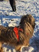 Truelove Pet Dog Harness Large Small For Pitbull Reflective Safety Harness For Dogs