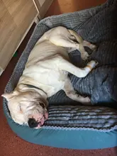 Bed Pet-Bed Labradors-House HOOPET Small Large Soft Warm Winter for Medium Big