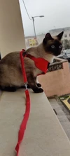 Elegante pajarita arnés tipo chaleco para perro con correa ajustable, Gato conjunto de Correa y arnés lindo arco nudo esmoquin para gatos gatito cachorro