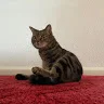 S***V