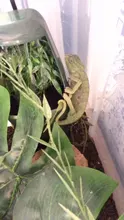 Humidify Terrarium-Amphibian Lizard Pet-Feeding Habitat Water-Food-Dispenser Reptile-Drinking-Fountain