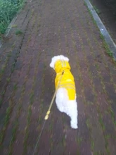 S-XL de ropa para perros chubasqueros con capucha, tira reflectante, abrigo de lluvia para perros, chaquetas impermeables, ropa transpirable para exteriores para cachorros