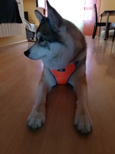 Vest Harnesses Pet-Accessories Husky Adjustable Breast-Band Reflective Large Dog 