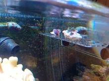 Tanque de peces de acuario Coral Rack soporte imán acrílico de succión fuerte fragmento de Coral Rack acuario planta pescado Accesorios para tanque