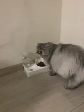 Pet-Supply Dish-Bowls Raised-Stand Pet-Cat-Bowl Water-Dispenser Drinking Automatic Dog