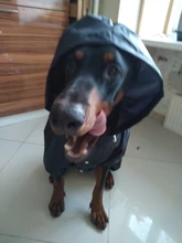 Jacket Rain-Coat Labrador Alaska Puppy-Doberman Waterproof Dogs Large Medium Husky TLC02