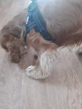 Arnés ajustable para perros medianos y grandes, chaleco reflectante de entrenamiento para caminar, sin tirones, para mascotas