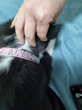 Collar personalizado con hebilla para perros y gatos, Collar personalizado con letras y diamantes de imitación para perros pequeños y medianos