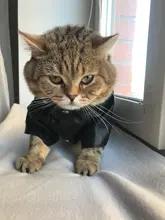 Pet Clothing Costumes Coat Kitten-Outfits Yorkshire Puppy Winter Warm Autumn for Chihuahua