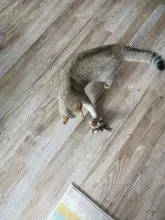 Simulation Bird Mouse Pet Cat Toy Kitten Interactive Training Scratching Toy Feather