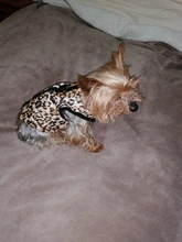 Ropa de invierno para mascotas, atuendo con chaleco cálido para perros pequeños, abrigo para perro, Chihuahua acolchado, a prueba de viento, 20