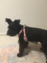 Vest Harness Leash-Set Dogs No-Pulling Padded-Reflective Pet-Dog Nylon Adjustable And