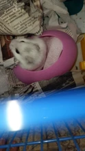 Nest Mouse-House Wooden Cute Small Pet Pet-Sleeping Comfortable Warm And 1pcs Colored
