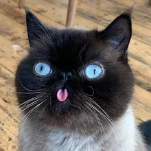 Auriculares inalámbricos TWS con Bluetooth, cascos impermeables con pantalla HD LED, micrófono Dual, estéreo de graves para juegos