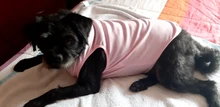Ropa de perro para perros pequeños estampado bonito verano mascotas camiseta perro ropa chaleco para gatos mascota de algodón de T camisa Pug ropa trajes