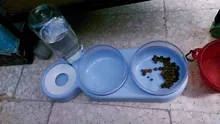 Pet-Feeder Pet-Products Food-Bowl Water-Dispenser Cats Drinking Automatic Dogs for 2-In-1