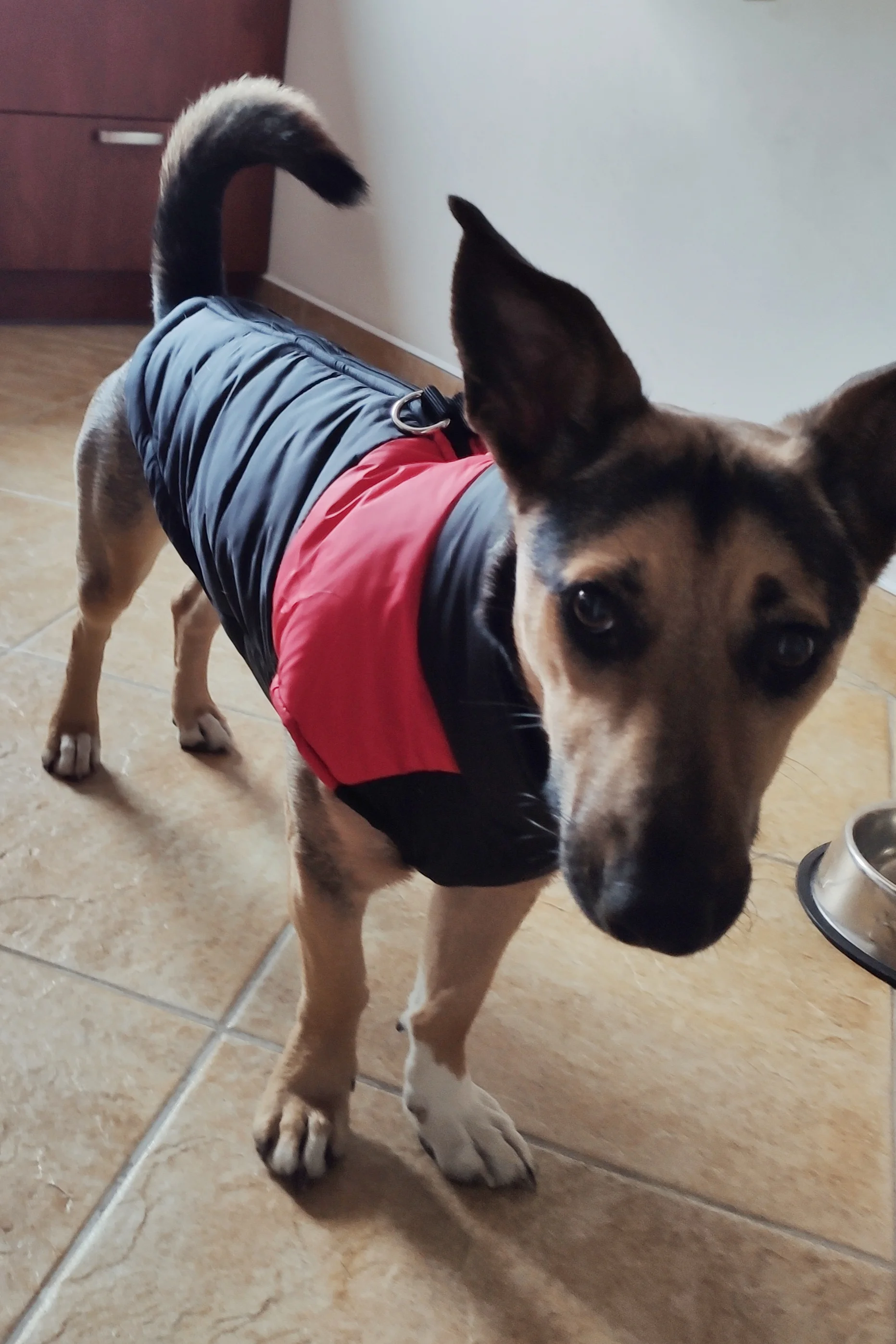 dog clothes for large dogs on Winter Warm Dog Clothes Waterproof Pet Padded Vest Zipper Jacket Coat For Small Medium Large Dogs Pug Chihuahua Ropa Para Perros Shopee Lover